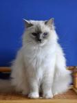 SC Natali Faelis, RAG c 04 - girl lilac mitted