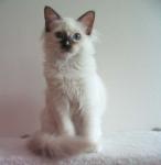 Fabien Lord Faelis, RAG b 04, ragdoll chocolate mitted with blaze