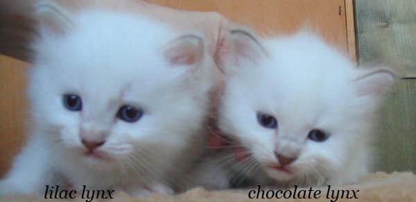 lilaclynx and chocolynx.jpg