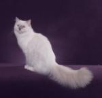 lilac mitted with blaze girl. Ragdoll lilovy nesmi mit nikde studeny sedy odstin, jeho barevny odstin je na fotce pekne videt.