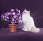 PHOTOS LILAC AND CHOCOLATE RAGDOLL