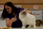 DGC Hylanda Majic Faelis, boy RAG c 04, TICA's Best Lilac Point/Mitted Ragdoll of the Year for 2012