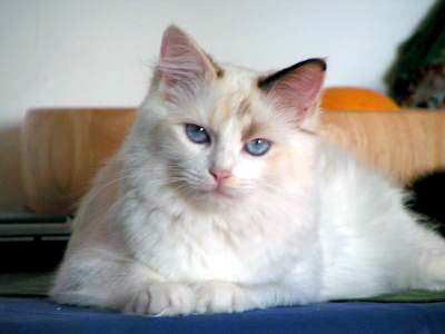 ragdoll chocolate tortie bicolor.jpg