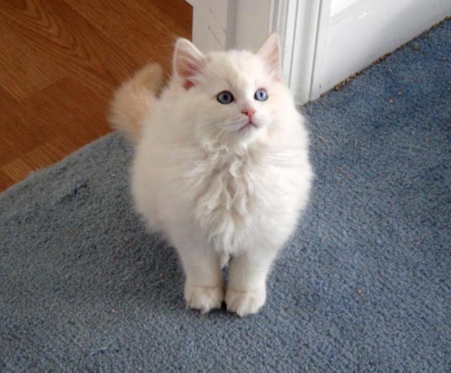 Red hot sale ragdoll kitten