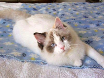 Tortie hot sale bicolor ragdoll