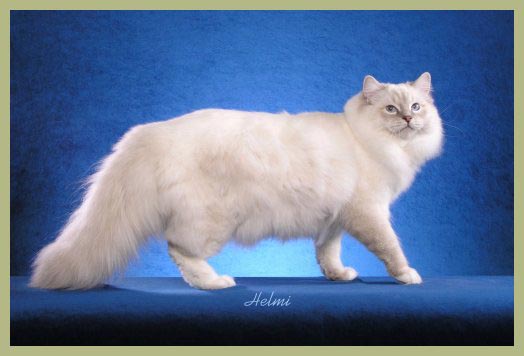 Blue lynx best sale mitted ragdoll