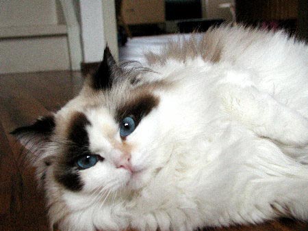 Seal store tortie ragdoll