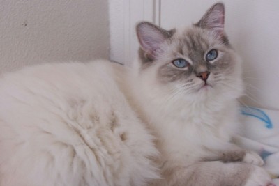 Ragdoll blue best sale lynx bicolor